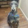 lovesalldogs67